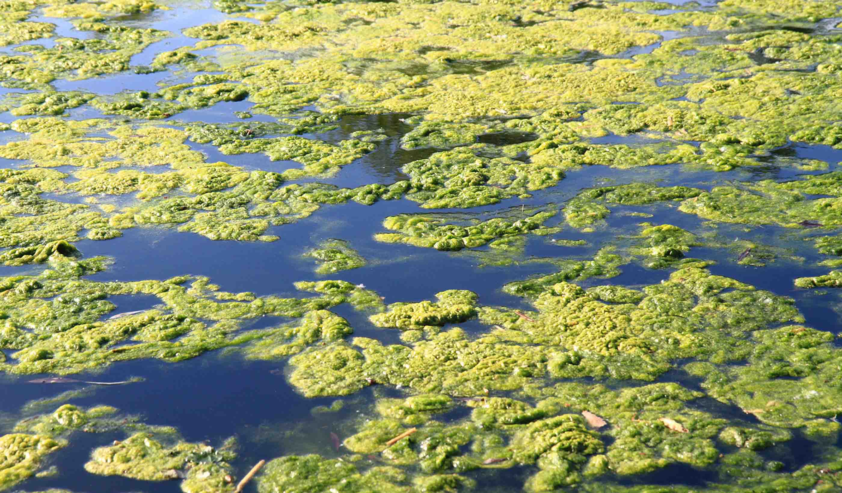 Stopping algae in its tracks before it disrupts your water treatment plant